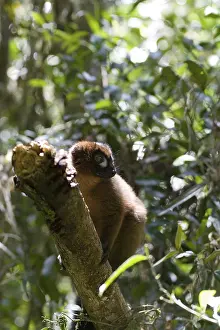 Red-bellied Lemur (Eulemur rubriventer)
