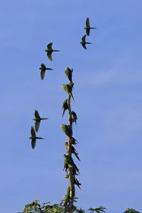 Red Bellied Macaws (Orthopsittaca manilatus) perched on a tree in the tropical forest and a flock flying over