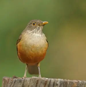 Red-bellied thrush (Turdus rufiventris)