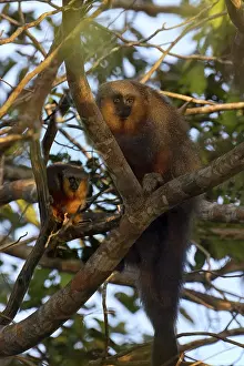 Red bellied titi monkey, Plecturocebus moloch