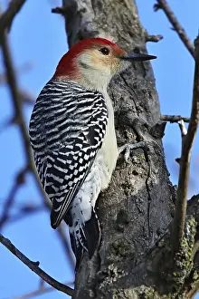 The red-bellied woodpecker (Melanerpes carolinus)