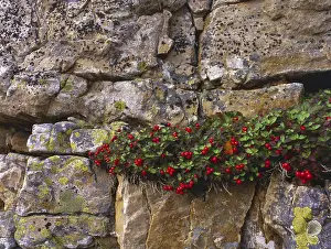 Red berries from dogwood ( Cornus suecica) on rock face