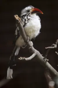 Red-billed Hornbill
