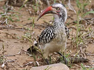 Red-billed Hornbill, southern red-billed hornbill (Tockus erythrorhynchus)