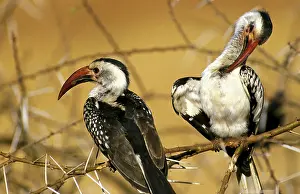 Red Billed Hornbill (tockus erythrorhynchus)