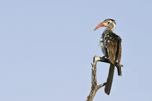 Red-billed Hornbill (Tockus erythrorhynchus)