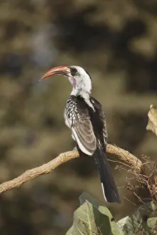 Red-billed Hornbill (Tockus erythrorhynchus)