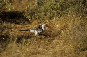 Red-billed Hornbill (Tockus erythrorhynchus)