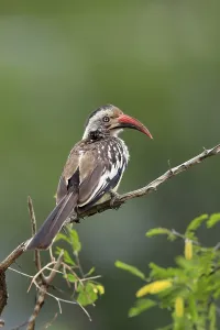 Red-billed hornbill (Tockus erythrorhynchus)