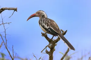 Red-billed hornbill (Tockus erythrorhynchus)