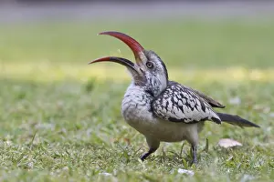 Red-billed Hornbill (Tockus erythrorhynchus)