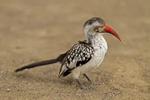 Red-billed Hornbill, Tockus erythrorhynchus