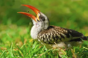 Red-billed Hornbill (Tockus erythrorhynchus) adult