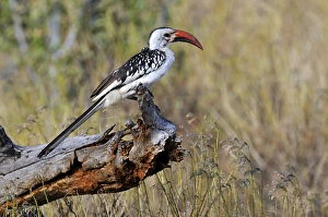 Red-billed Hornbill (Tockus erythrorhynchus) perched on a branch