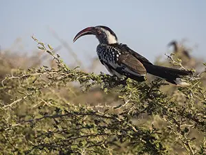 Red-billed hornbill (Tockus erythrorhynchus) sitting on wattle (Acacia sp)
