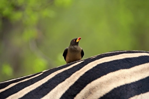 Red-billed oxpecker (Buphagus erythrorhynchus)