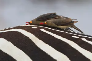 Red-billed Oxpecker (Buphagus erythrorynchus)