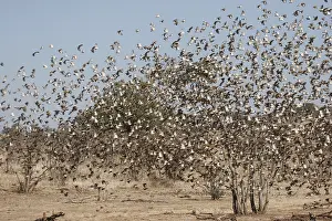 Red-billed quelea (Quelea quelea)
