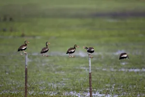 Red-Billed Whistling Duck, dendrocygna automnalis