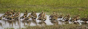 RED-BILLED WHISTLING DUCK dendrocygna automnalis