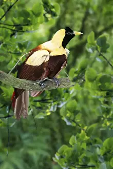 Red Bird-of-Paradise (Paradisaea rubra)