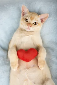 Red Birman kitten with a red plush heart