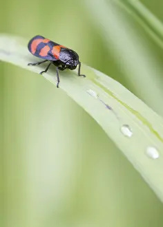 Red and Black Froghopper (Cercopis vulnerata) on a leaf