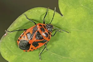 Red and black shield bug (Eurydema dominulus) on leaf