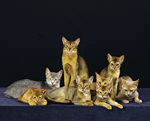 Framed Print : Red and blue Abyssinian domestic cat