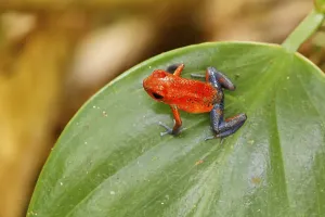 Red and Blue Blue Jeans poison dart frog