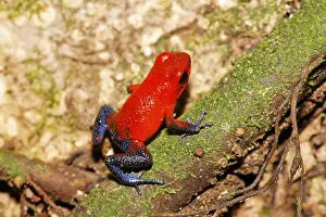 Red and Blue Blue Jeans poison dart frog