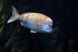 Red blunt nose, (Chrysoblephus gibbiceps)