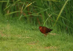 Red-breasted Crake (Porzana fusca)