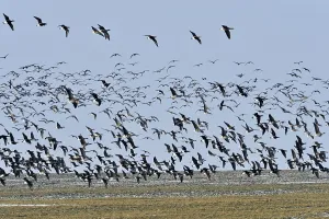 Red-breasted Geese (Branta ruficollis)