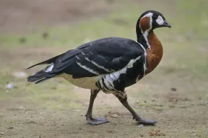 Red-breasted goose (Branta ruficollis)