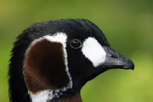 Red-breasted Goose (Branta ruficollis), side