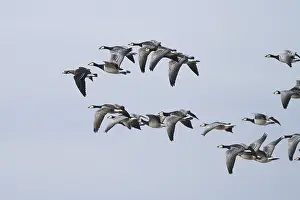 Red-breasted Goose (Branta ruficollis) flying