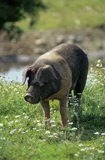 Red-breasted Husum Protest Pig
