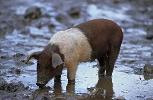 Red-breasted Husum Protest Pig