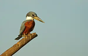Red-breasted Kingfisher (Megaceryle torquata)