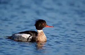 Red-breasted merganser, male, Denmark