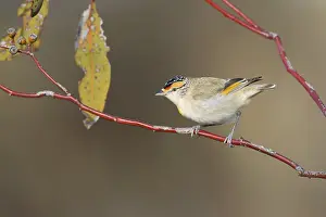 Red-browed Pardalote (Pardalotus rubricatus)