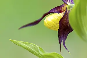 Category Mountain Landscapes Prints: Red-brown lady's slipper (Cypripedium calceolus)