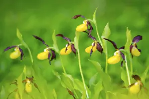 Framed Print : Red-brown lady's slipper (Cypripedium calceolus)