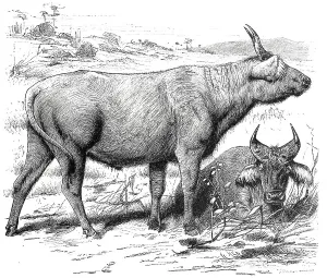 Red buffalo, Bos pumilus, Historic