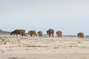 Red buffalo or forest buffalo (Syncerus nanus) on the beach