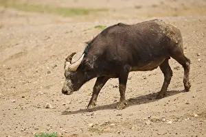 Red buffalo (Syncerus caffer nanus) in the dessert