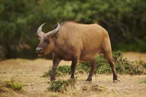 Red buffalo (Syncerus caffer nanus) in the dessert