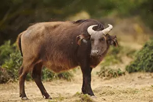 Red buffalo (Syncerus caffer nanus) in the dessert