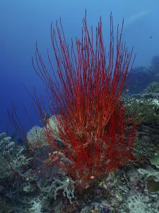 Red bush gorgonian (Ellisella ceratophyta) towering in front of a blue seabed
